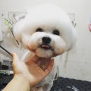 신애견