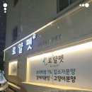 로얄펫 강아지분양 고양이분양 전주본점 네이버블로그