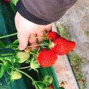 유영농장 이미지