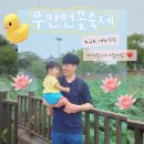 백련농장 | 무안 연꽃축제 동물도 있는 회산백련지 아기랑 다녀왔어요