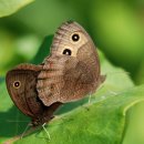 우드님프 이미지