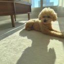 올데이펫 | 고민 끝에 결정한 강아지 미끄럼 방지 매트 하티 올데이 펫러그