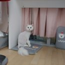 미미펫살롱 네이버블로그