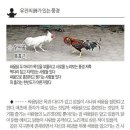 복효근 / 닭싸움 ＜디카시＞ 이미지