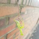 안중조약국 이미지