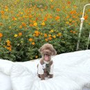 (주)코스모스 | 공주 숲너울 애견동반카페 코스모스 포토존 맛집