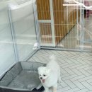 포시랍개 이미지