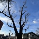 공항경로당 | 강서구 김포공항 근처 분위기 좋은 한옥 카페 깅꼬서울 다녀온 후기