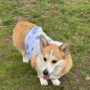 제주애견카페 초록동산 이미지