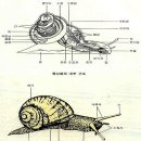달팽이의 종류와 특징 이미지
