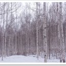 하추 자연 휴양림 (원대리 자작나무 숲) 이미지