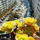 해드리오 이미지