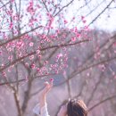 올라(ollah) 네이버블로그