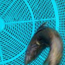 춘양천 네이버블로그