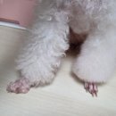 퍼피 베어(PUPPY-BEAR) | 토이푸들 집사의 가을철 반려견 털 관리 &amp; 셀프 미용 꿀팁