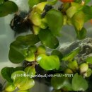 사곡초교 이미지