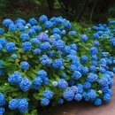 산유골 수목정원 네이버블로그