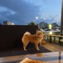 카이터스 | 제주도 애견동반 카페 카이터스 맥주맛도 좋고 분위기도 굳굳