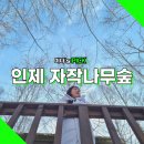 자작나무숲 가는 길 | 강원도 인제 자작나무숲 가는길 주차 준비물 코스 정리 겨울 여행지 추천
