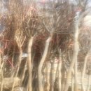 배롱나무,서부해당화,라일락,겹홍벚나무 이미지