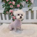 댕댕이 미장원 이미지