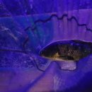 가자낚시 이미지