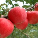 가장 아름다운 노래 이미지