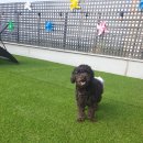 댕댕댕 유치원 이미지