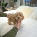 루루퍼피 이미지