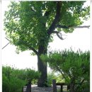경기도 양평군 원덕초등학교 | [20150628]양평 물소리길 3코스 &amp; 4코스 &amp; 5코스 이어걷기(양평역에서 용문산관광지까지) - 2부