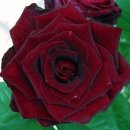 (Biack Rose)흑장미? 이미지