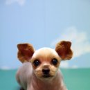 미나애견 이미지