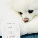 우주환경 | 강아지 배변봉투 추천 오르펫 우주가 써본 친환경 물에 녹는 수용성 풉백 후기