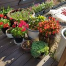 대대 찹쌀아구찜 이미지