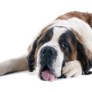 강아지나라동물병원 이미지