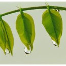 미래한의원 이미지