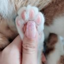 무디래쉬 이미지
