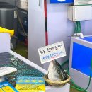 초장집1호 | 경주 감포 가성비 방어 맛집 내돈내산 후기 : 부부수산, 1호 초장집