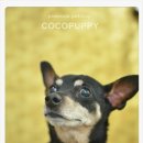 퍼피가든 이미지