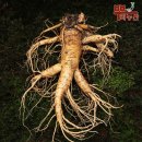 뿌리농산 - 원주시 남원로 288-6 | 뿌리농산