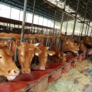 일선농장 이미지