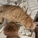 데려오개 이미지