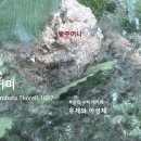 들풀거미 거대알집 수백마리 유체 아성체 이미지