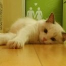 잘난돌스 이미지