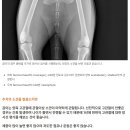 이영수 고양이 병원 이미지