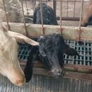 마이저 염소농장 이미지