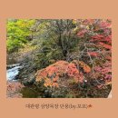 대관령 단풍구경하기 좋은 삼양목장(삼양 라운드힐) 후기