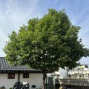 충남 공주하숙마을 :: 가성비 한옥 펜션 숙소(예약, 주차,가격)