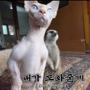 미어캣 이미지
