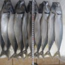 자반고등어 이미지